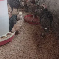 فروش جوجه بوقلمون4ماهه،وجوجه مرغ 2ماهه|حیوانات مزرعه|کازرون, |دیوار