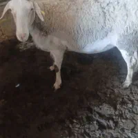 تعداد بره نر وماده میش ویک عدد قوچ لاکن اصل فرانسه