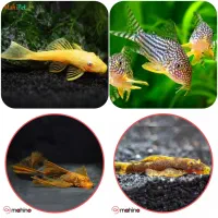 گربه ماهی کت فیش نظافتچی کفخوار قیمت مناسب