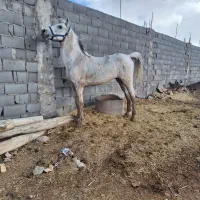 نریون کرد|اسب و تجهیزات اسب‌سواری|اصفهان, سروستان|دیوار