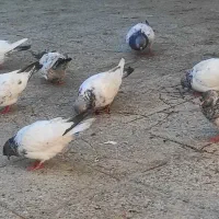 شادگان|پرنده|شادگان, |دیوار