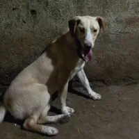 دوقلاده  سگ پوینتر