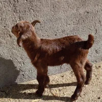 بزغاله محلی|حیوانات مزرعه|فامنین, |دیوار