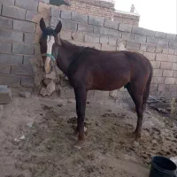 اسب کره یک سال یورقه