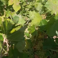 باغ سه هکتاری   نصف باغ انگور و نصف باغ میوه