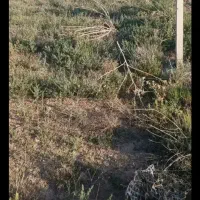 یک قطعه زمین باغی سندداربه متراژ۸۵۰متر