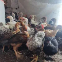 جوجه مرغ و خروس محلی گلپایگان