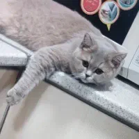 گربه
