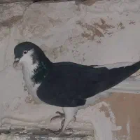 کبوتر شهرستانی