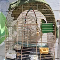 مرغ عشق همراه قفس و لوازم|پرنده|رباطکریم, رباطکریم|دیوار