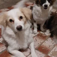 دو عدد سگ عروسکی خونگی با نژاد پامرشیتزو باهوش