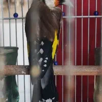 سهره سرسیاه گل اروپایی