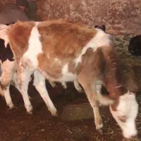 کود حیوانی گاوی