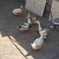 مرغابی تخم گذار
