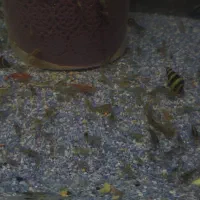 میگوی شریمپ|ماهی|نسیمشهر, |دیوار