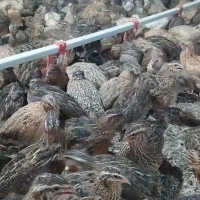 بلدرچین