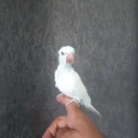جوجه طوطی راهب آلبینو خاص سفید