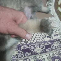 توله. سراب وخراسانی|سگ|آمل, |دیوار