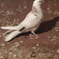 کفتر غریبگیری