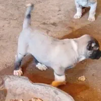 واگذاری توله کنگال نژاد خالص