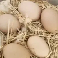 تخم مرغ لاری ایستیرم