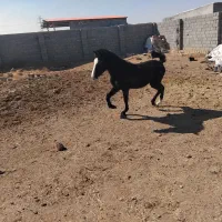 اسب نریون یکسال و نیمه|اسب و تجهیزات اسب‌سواری|مبارکه, |دیوار