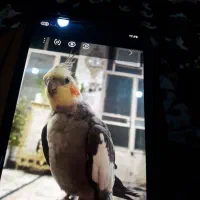 عروس هلندی گمشده