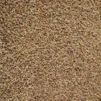 بزر یونجه بوجاری شده درجه یک