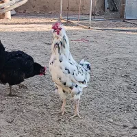 فروش خروس جوان و زیبا جهت قربانی کردن و نسل کشی
