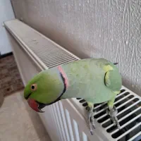 طوطی ملنگو دستی|پرنده|شاهین‌شهر, نسیم ۵|دیوار