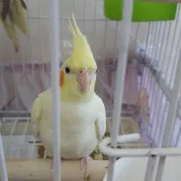 عروس هلندی نر