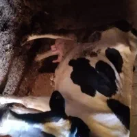 گاو هلشتاین شکم سوم|حیوانات مزرعه|شادیان, |دیوار