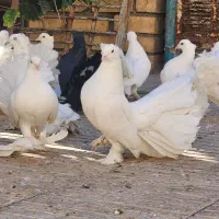 کفتر دم چتری،پاپر، کاکلی|پرنده|تهران, منیریه|دیوار