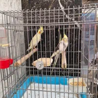 عروس هلندی|پرنده|ری, شهادت|دیوار