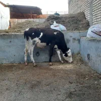 گوساله سیمیتال اصل