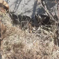 بز بزغاله گوسفند بره