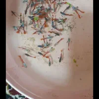 ماهی آکواریومی گوپی|ماهی|اهواز, کمپلو شمالی|دیوار