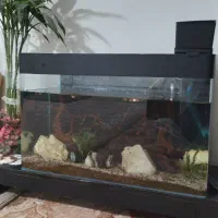 آکواریوم|ماهی|ری, فیروزآبادی|دیوار