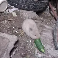 خرگوش های لپ|موش و خرگوش|آمل, |دیوار