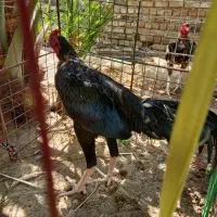 گمشده|حیوانات|ایرانشهر, |دیوار