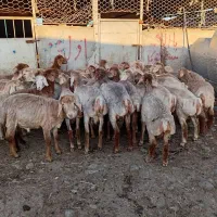 بره نر اوتاخ ساری قولاخ 40راس جفتی 50میلیون