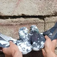 جفت پرشی و بازی دار