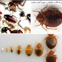 سمپاشی فوری و تضمینی ساس و سوسک