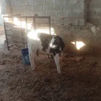 یک راس گوساله سمینتال ماده|حیوانات مزرعه|کازرون, |دیوار