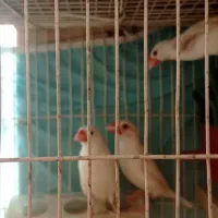 فنچ نرگسی|پرنده|مشهد, زمانه|دیوار