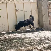 سگ قدر جونی