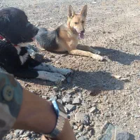 سگ ژرمن ماده|سگ|نطنز, |دیوار