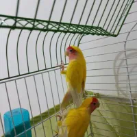 یک جفت طوطی کوتوله برزیلی تخم گذار|پرنده|زنجان, |دیوار