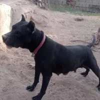 سگ پیتبول|سگ|بم, |دیوار