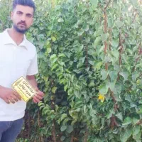 نهال زرد آلو